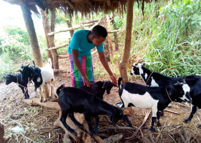 Animal Husbandry in Uganda