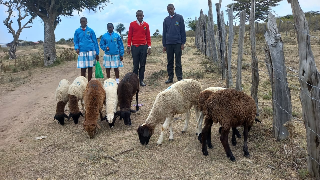 Youth Entrepreneurs Start a Sheep Herding Venture, Kenya